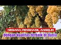 Melihat perkebunan anggur di turki