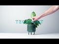 the xiaomi mi flower care plant sensor