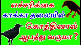 காக்கா தலையில் கொத்தினால் ஆபத்து | kakka thalaiyil koththalaamaa |  food to crow  in tamil