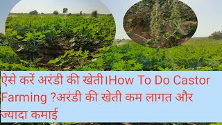 अरण्डी की खेती कैसे करें।How to do castor Farmingअरंडी की खेती कम लागत और ज्यादा कमाई।अरंडी की खेती