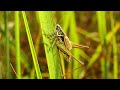 sound of grasshoppers stridulation