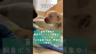 盲導犬繁殖犬フェアリーが出産しました！　#shorts #盲導犬 #親子だより