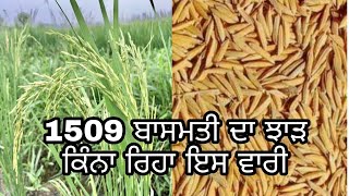 1509 ਬਾਸਮਤੀ ਦਾ ਝਾੜ ਕਿੰਨਾ ਰਿਹਾ ਇਸ ਵਾਰੀ!1509 How much was the yield of Basmati this #farmer #shorts