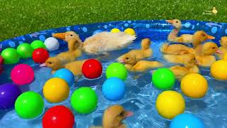 Ducklings in the pool, baby ducks, pig