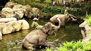 Funny Elephant Show in Singapore Zoo.