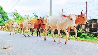 Cow | Ambience | The Video Captures the Evening Cattle Herding Ambience