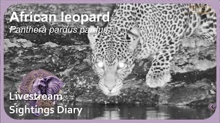 Leopard - first one at ol Donyo for us | ol Donyo 1 June