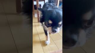 わんちゃんは全身可愛いで溢れてる💕#shorts #チワワ #chihuahua #dog #pets #funnydogs #cutedogs #犬