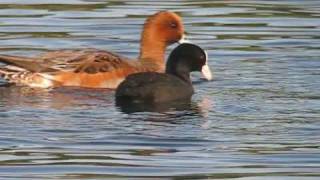 野鳥事典／鳥の動画／食事するオオバン Bird, coot videos