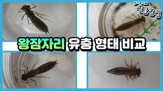 왕잠자리 유충 4종 형태 비교