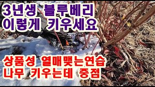 3년생 블루베리열매 다는연습과 나무키우는데 중점을 두세요 블루베리키우기 블루베리전지하기