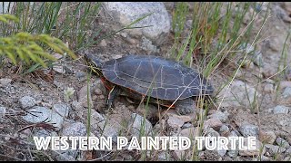 Western Painted Turtle (Chrysemys picta bellii) lays 12 eggs!!