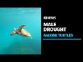 Marine turtles' male drought threatens population decline | ABC News