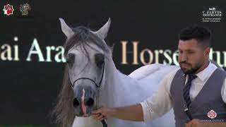 N 194 GHANDOR AL SENDIAN   Al Shiraa Arabian Horse Show 2025   Stallions 4+ Years Old   Section A Cl