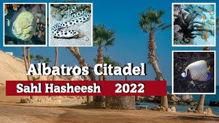 Sahl Hasheesh - freitauchen am Albatros Citadel Hausriff  - Teil 2