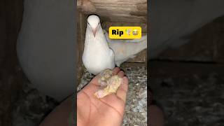 Baby Pigeon Rip 😭🕊️ #pigeon #fancykabootar #kabootar #pigeonlover #rip #minivlog #shortsfeed