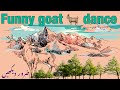 . Funny goat dance || must watch