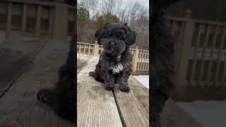 Caut And Fanye Dog vido#shorts #viral #youtubeshorts #youtubetrinding #tiktok #shorts