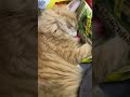 cuddled up for a cozy siesta cat kitte catlover kitty cute kittten kittty funny kittey