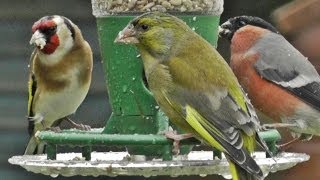 Greenfinch Goldfinch Bullfinch  in The Rain on The Peckish Bird Feeder - Best Bird Feeders