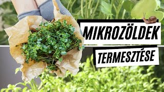 🌿  Mikrozöldek termesztése lépésről lépésre 👣   -  mikrozöld kókuszrostban  I  Kreatív Farmer