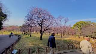 梅林　荒山公園　堺市