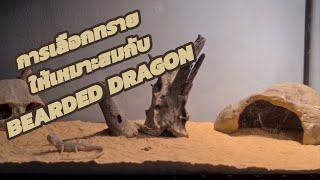 EP.1 เลือกทรายรองพื้นยังไงให้ BEARDED DRAGON ปลอดภัย