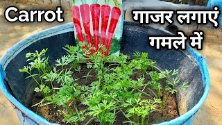 गाजर गमले में उगायें इस सर्दी । गाजर गमले में कैसे उगाये । How to grow carrot in pots / Grow Carrot