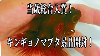 【金魚愛好家ch】 No.7  金魚品評会キンギョノマブタ 総合入賞!景品を開封！