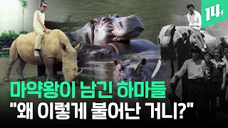 ‘헉, 어느새 80마리’ 콜롬비아의 골칫덩어리...’나르코스’ 하마에겐 천혜의 환경 / 14F