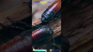 cockroach survives without the head।মাথা ছাড়াও আরশোলা বেঁচে থাকে।#shortsvideo #facts #ytshorts