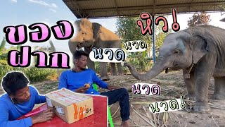 แกะของฝาก!! ของแซบอุ้มบุญ‼️ |พัง อุ้มบุญ