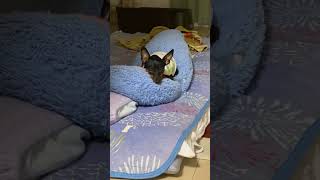 #vlog #ミニチュアピンシャー #ミニピン #犬のいる暮らし #犬のいる生活 #dog #犬 #犬動画 #犬好き #ピンシャー #vlog