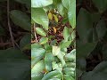 guava ripened in october