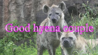 ハイエナのなかよしカップル【天王寺動物園】Good hyena couple [Tennoji Zoo]