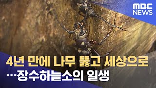 4년 만에 나무 뚫고 세상으로…장수하늘소의 일생 (2021.07.12/뉴스투데이/MBC)