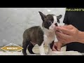 ☆ボストンテリア☆子犬☆ーブサカワ専門犬舎ーbulldon s