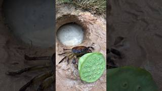 SMART ideas and USEFUL with CRAB 🦀 in hole #outdoors  #survival  …