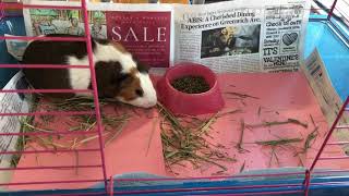 【モルモット・Guinea pig】今日も食欲旺盛！野菜編　Vegetables for my guinea pig