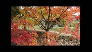 紅葉色づく　②　福智山ろく花公園　紅葉の森　福岡県直方市永満寺