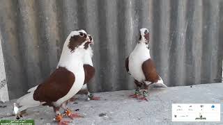 ٣ فحولة حمام برابسة حمر من حلال الاخ محمد درويش الله يبارك برزقه Birds   pigeons