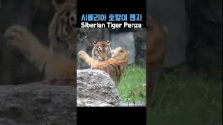 장난치려다가 막둥이 사랑이에게 얻어맞는 시베리아 호랑이 펜자 #SiberianTiger 2023.9.