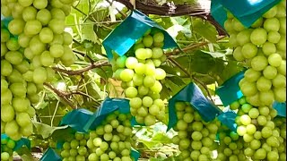 ENORMOUS GRAPES PICKING,COUNTRY SIDE TOUR, YAMANASHI JAPAN