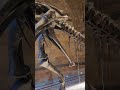 most complete dinosaurs ever found in UK #shorts #skeleton  #dinosaurs #animals #history #nature