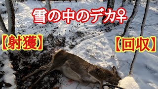 【狩猟動画】雪の中のデカ♀【射獲】【回収】