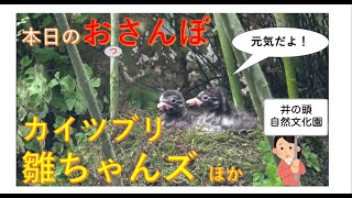 カイツブリ雛ちゃんズ・井の頭自然文化園・とか・本日のおっさんぽ