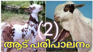 ആട് വളർത്തൽ ഒരു പരന്ന ചർച്ച part-2|| niha goat farm malappuram||aadu valarthal