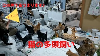 猫の多頭飼い『おやつの時間』はこんな感じです!!