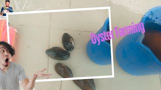 🐚ছাদে ঝিনুক চাষ এবং কিছু টিপস।Oyster Farming on Rooftop Tips