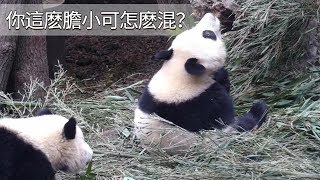 《熊貓早晚安》你這麽膽小可怎麽混？| iPanda